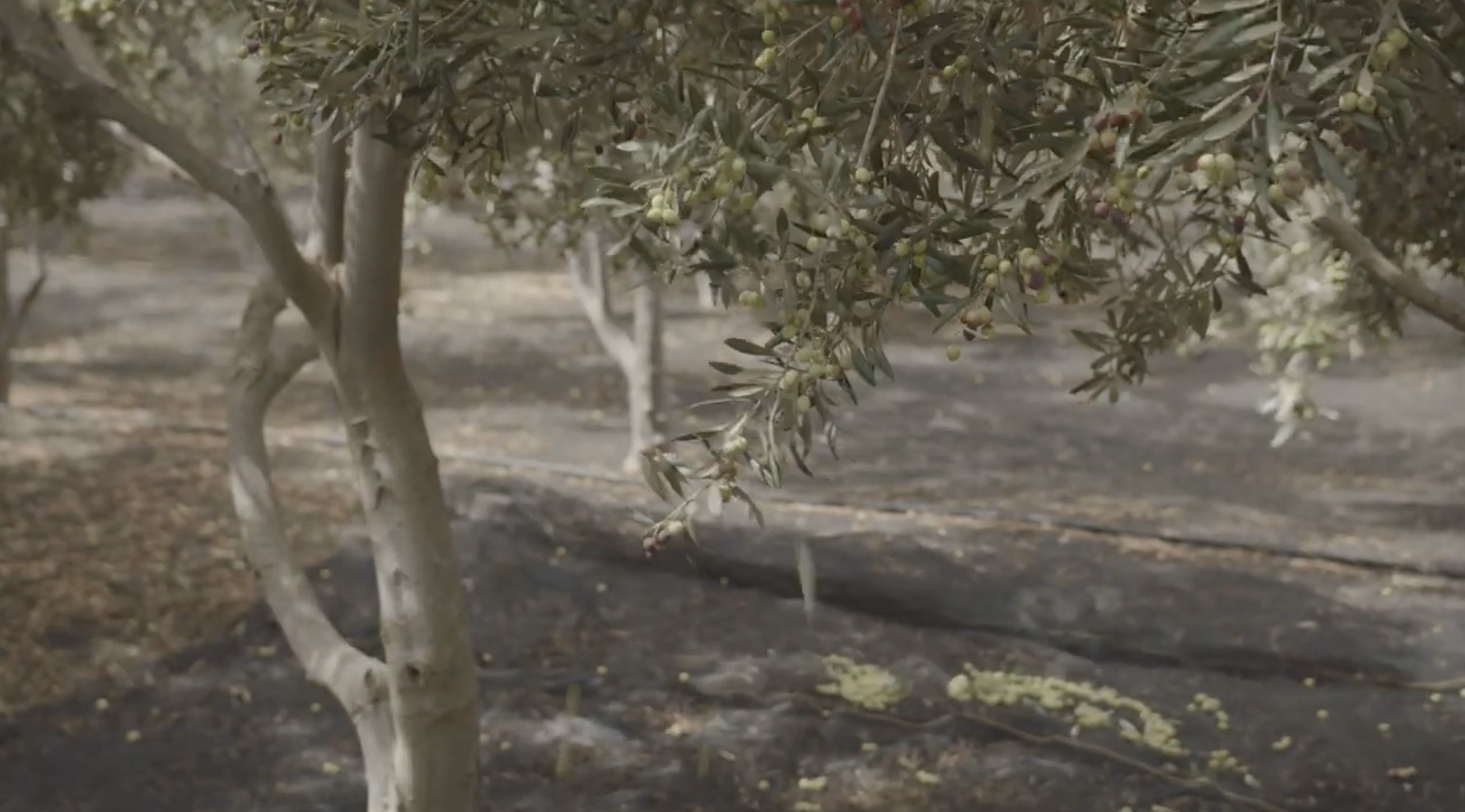 Aceitunas Picual madurando en rama