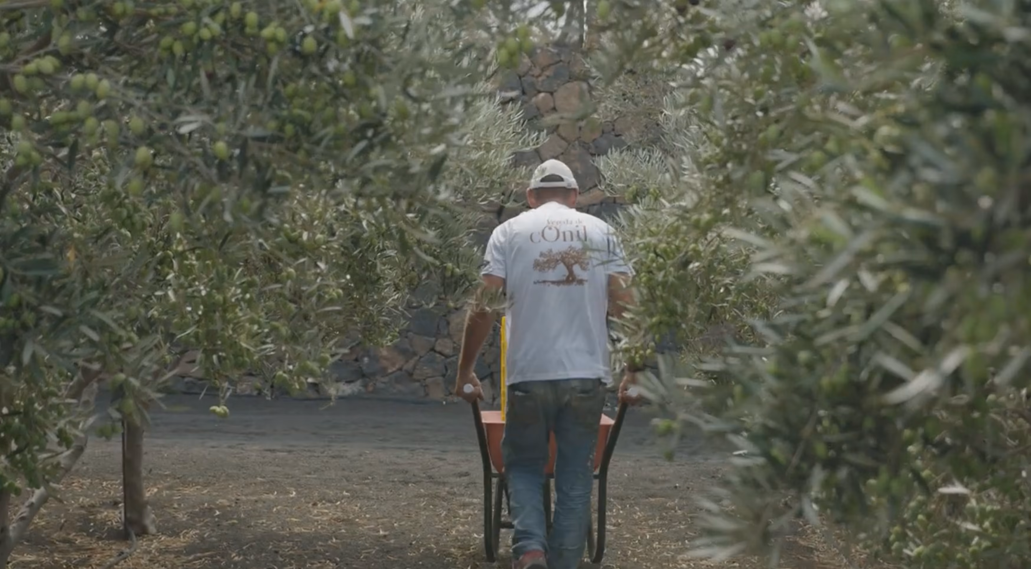 Suelo volcánico de picón negro entre olivos