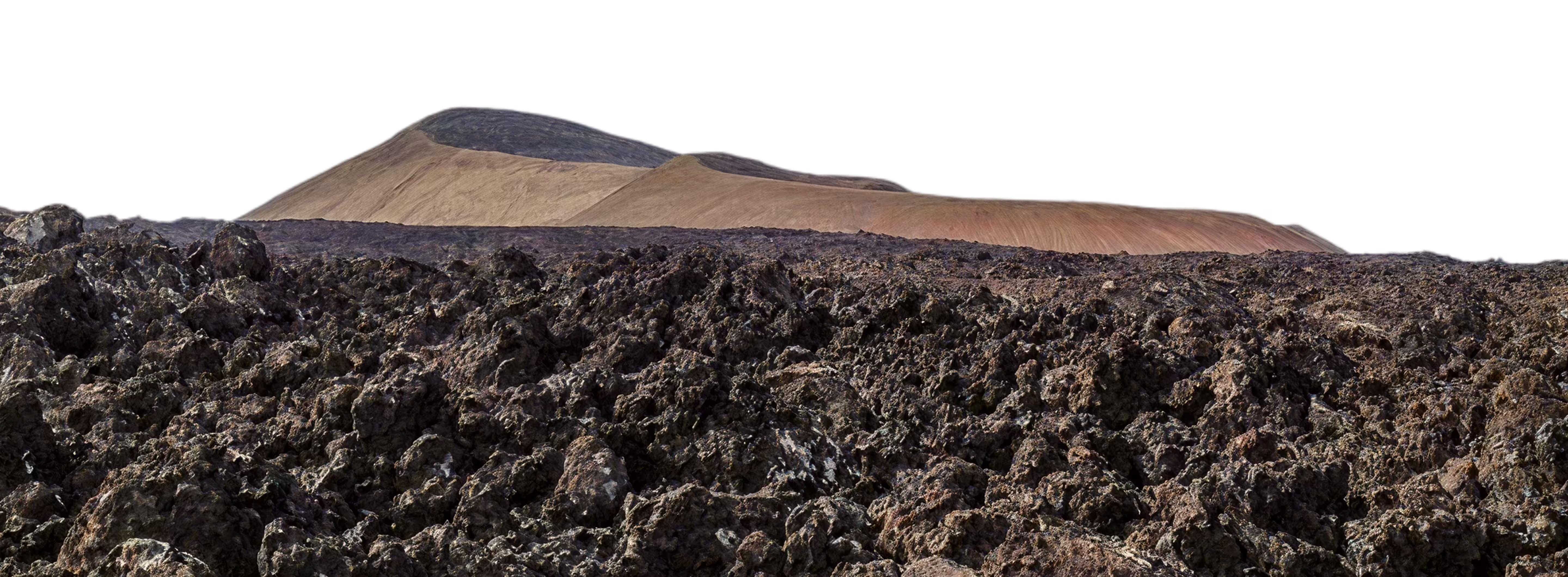 Olivar de Vereda de Conil sobre suelo volcánico de Lanzarote