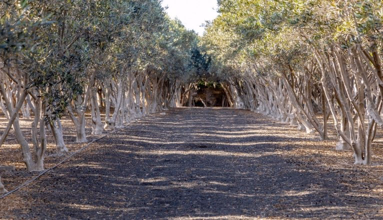 Olivos centenarios en la finca de Vereda de Conil