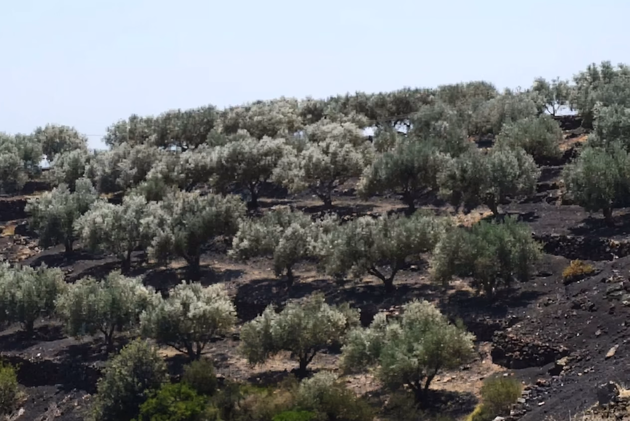 Vereda de Conil — galería de la finca 2
